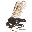 Image of Hilara albitarsis Roser 1840