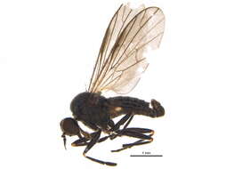 Image of Hilara albitarsis Roser 1840