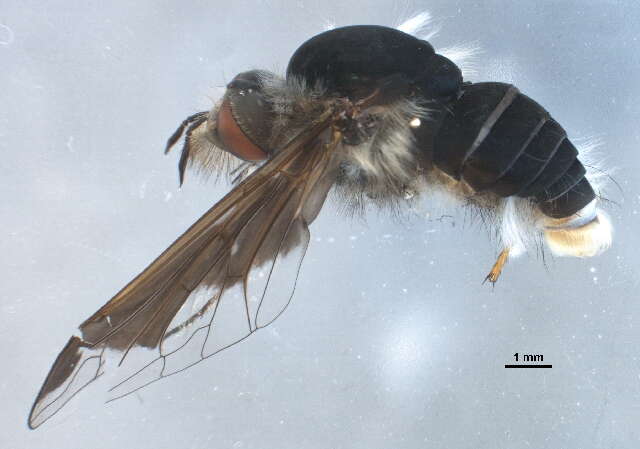 Image of Large bee-fly