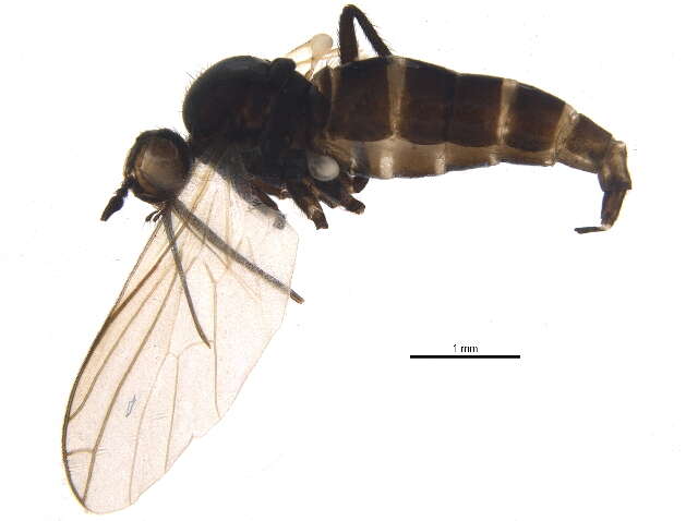 Image of Empis chioptera Meigen 1804