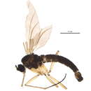 Image of Corynoptera flavicauda (Zetterstedt 1855)