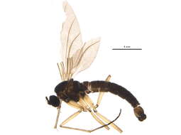 Image of Corynoptera flavicauda (Zetterstedt 1855)