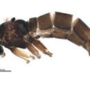 صورة Corynoptera hypopygialis (Lengersdorf 1926)