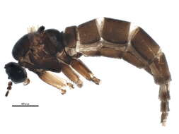 Image of Corynoptera hypopygialis (Lengersdorf 1926)