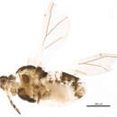 Image of Cryptomyzus (Cryptomyzus) ballotae Hille Ris Lambers 1953