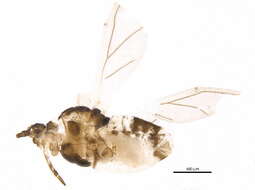 Image of Cryptomyzus (Cryptomyzus) ballotae Hille Ris Lambers 1953