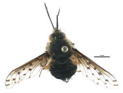 Image de Bombylius discolor Mikan 1796