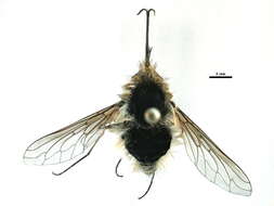 Image of Bombylius venosus Mikan 1796