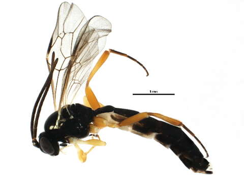 Image of <i>Phthorima xanthaspis</i> (Thomson 1890)