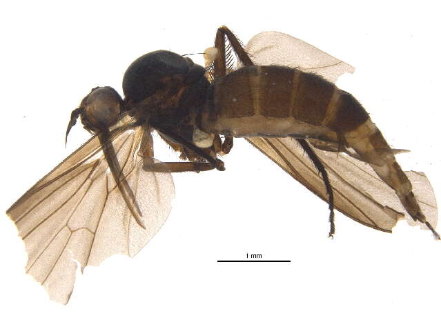 Image of Empis