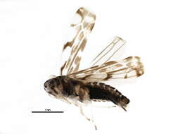 Image of Eupteryx (Eupteryx) calcarata Ossiannilsson 1936