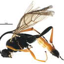 Image of Colocnema rufina (Gravenhorst 1829)