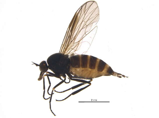 Image of Empis chioptera Meigen 1804