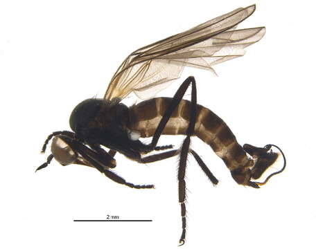 Image of Empis