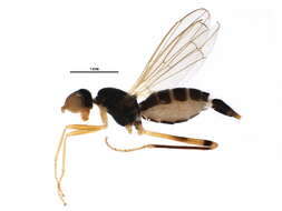 Image of stilt-legged flies