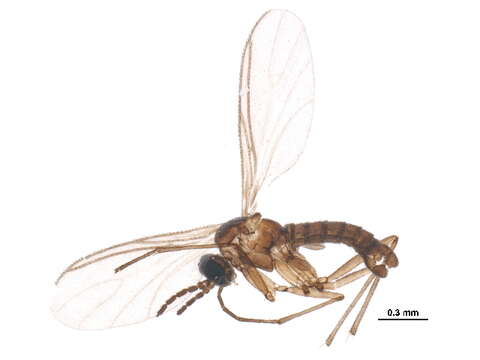 Image of Cratyna alpina (Mohrig 1978)