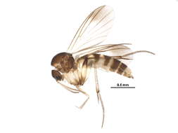 Image of Trichonta