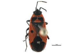 Image of Melanocoryphus albomaculatus Goeze 1778