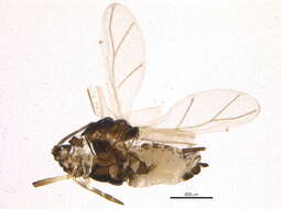 Image of Toxopterina