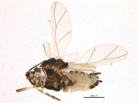 Sivun Toxopterina kuva