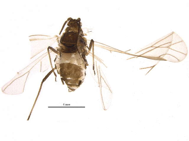 Image of Drepanosiphinae