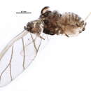 Image of Melanaphis pyraria (Passerini 1861)