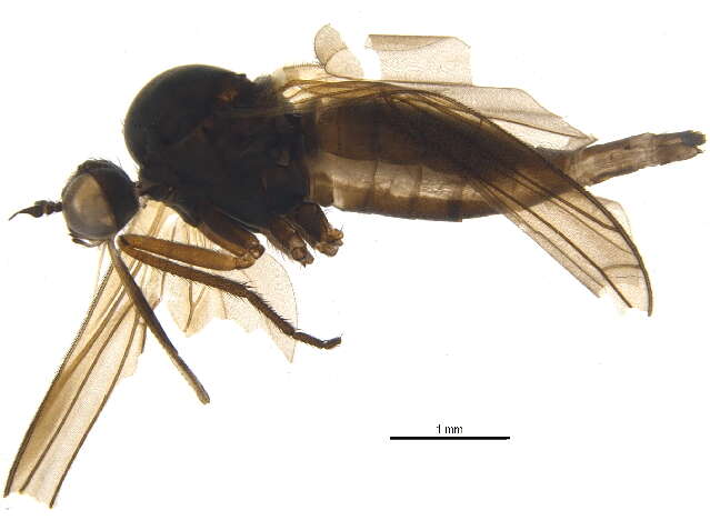 Image of Empis