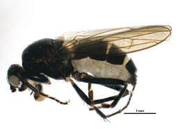 Image of Crumomyia nitida (Meigen 1830)