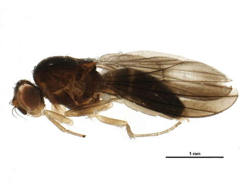 Image of Campichoeta obscuripennis (Meigen 1830)