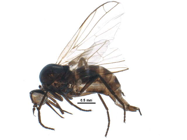 Image of Empis