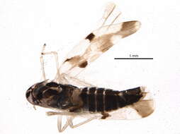 Image of Leafhopper