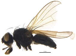 Sivun Botanophila phrenione (Seguy 1937) kuva