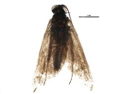 Image of Nemophora