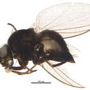 <i>Phytomyza tetrasticha</i> resmi