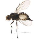 Image of Napomyza cichorii Spencer 1966
