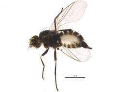 Image of Napomyza cichorii Spencer 1966