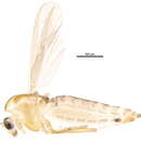 Image of <i>Bryophaenocladius akiensis</i>