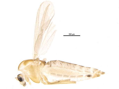 Image of <i>Bryophaenocladius akiensis</i>