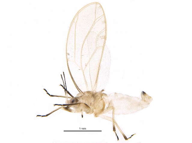 Plancia ëd Trioza urticae (Linné 1758)