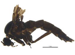 Image of Sciara hemerobioides (Scopoli 1763)