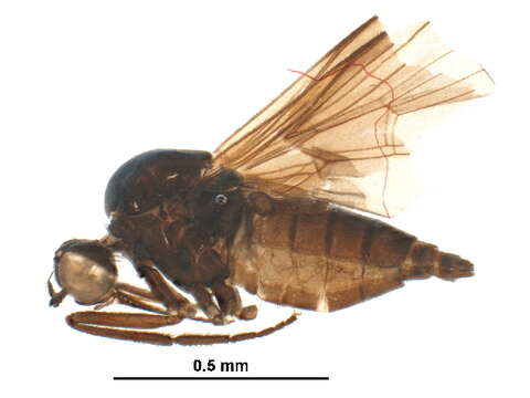 Image of Empis aestiva Loew 1867