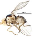 Image of Liriomyza