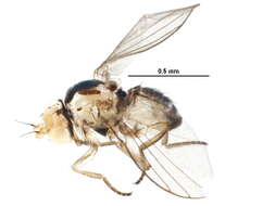 Image of Liriomyza