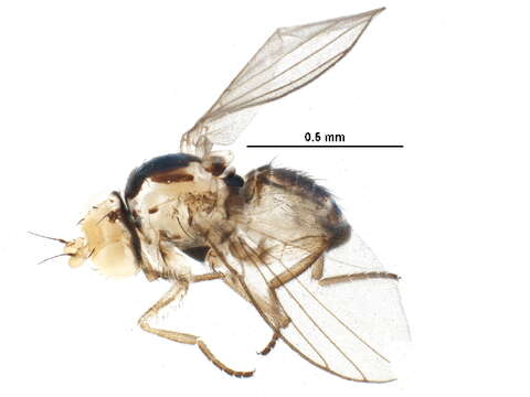 Image of Liriomyza