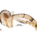 Image of Neoempheria striata (Meigen 1818)