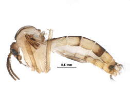 Image of Neoempheria striata (Meigen 1818)