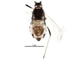 Image of Short-beaked clover aphid