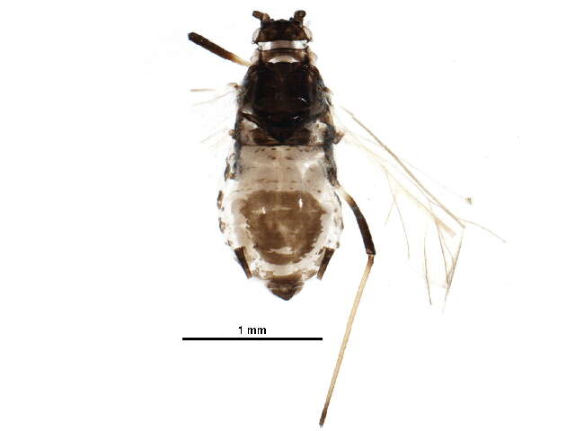 Image of Short-beaked clover aphid