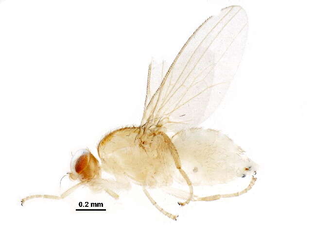 Image of Gymnochiromyia concolor (Malloch 1914)