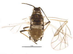 Image of Aphid